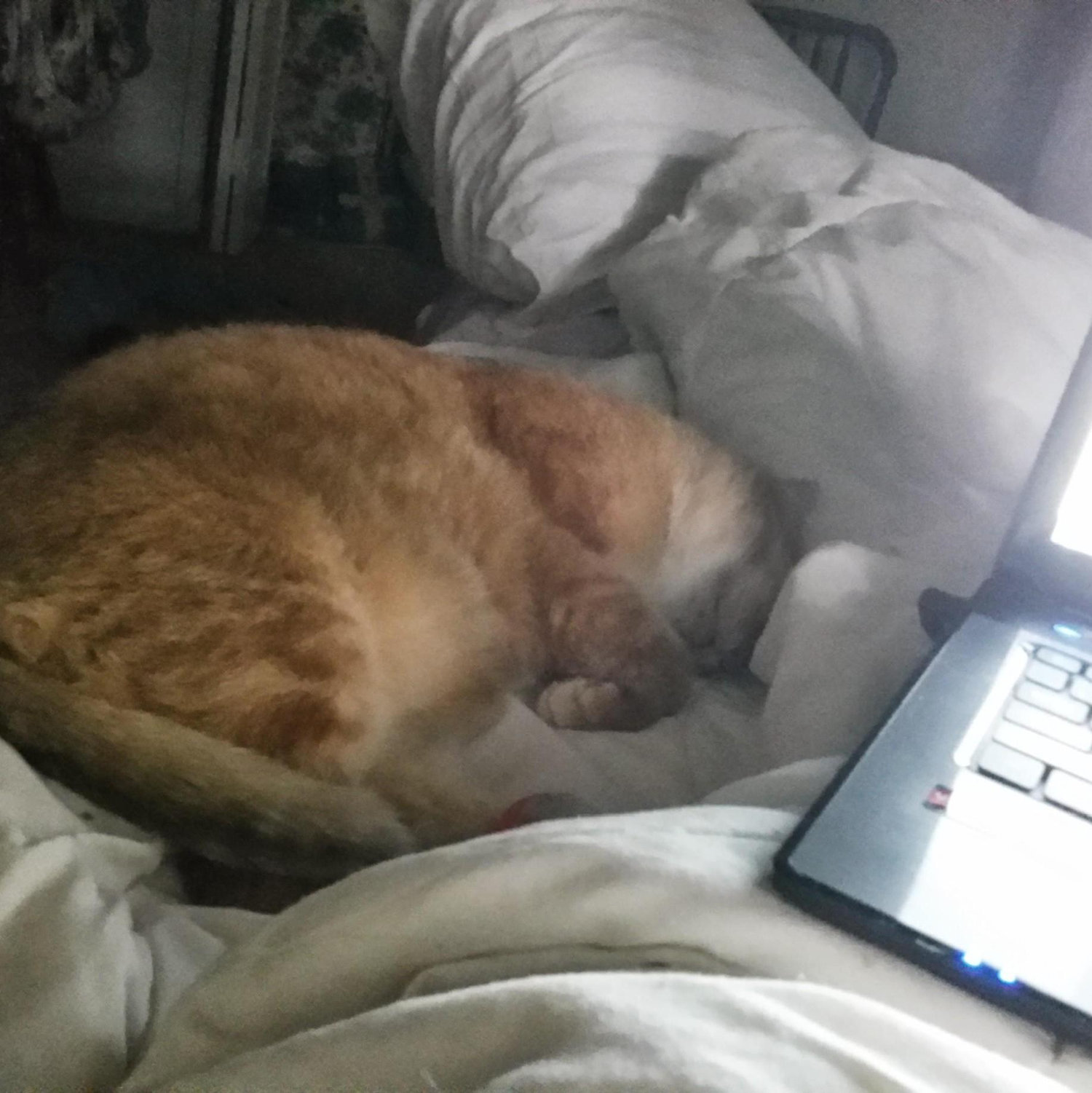 Cats and Computers