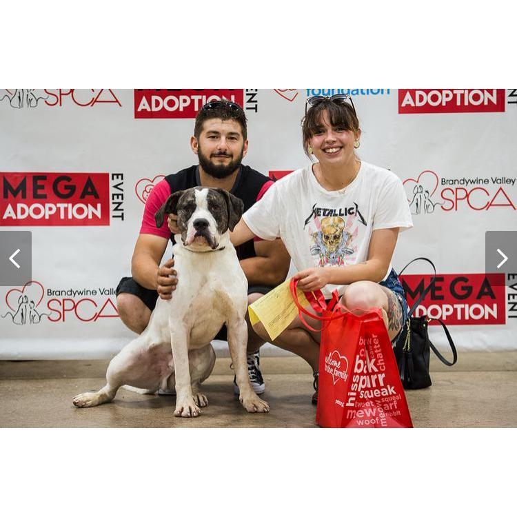 Adopting Tank , our first dog together 💗