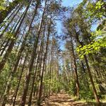 Saugatuck Dunes State Park
