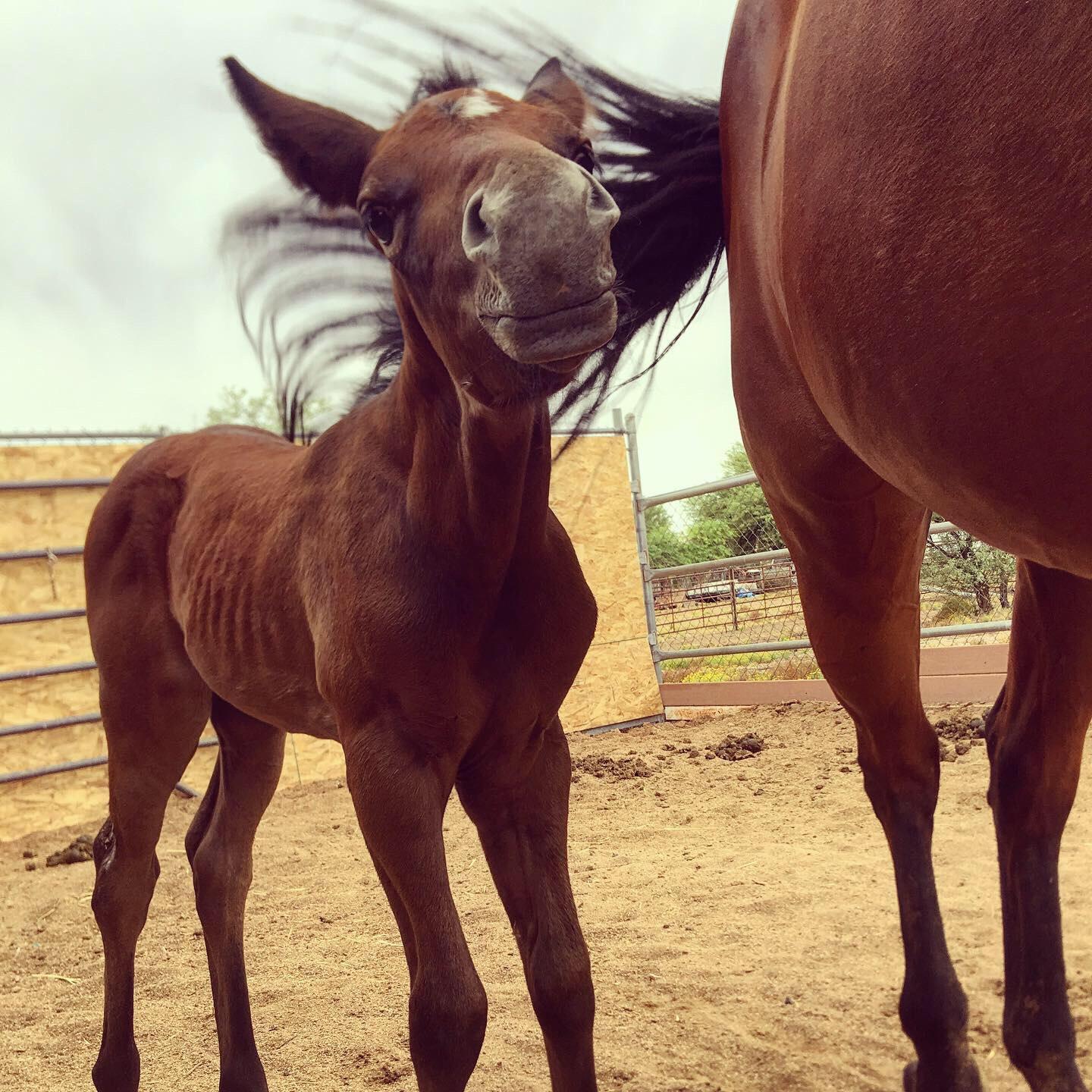 Our little foal