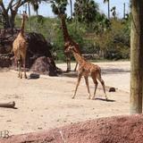 Gladys Porter Zoo