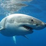 Jaws Bridge