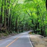 Bilar Man-Made Forest