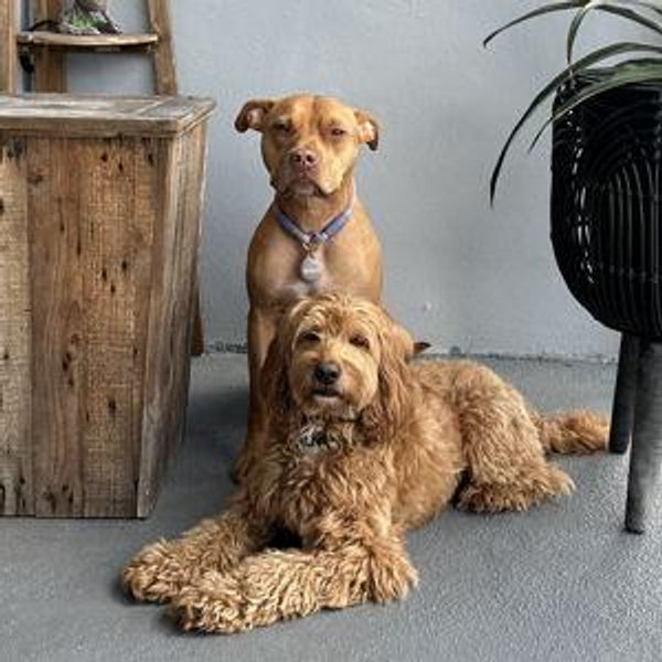 Bagel & Riley Fund