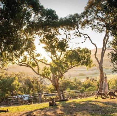 Bonorong wildlife sanctuary tickets
