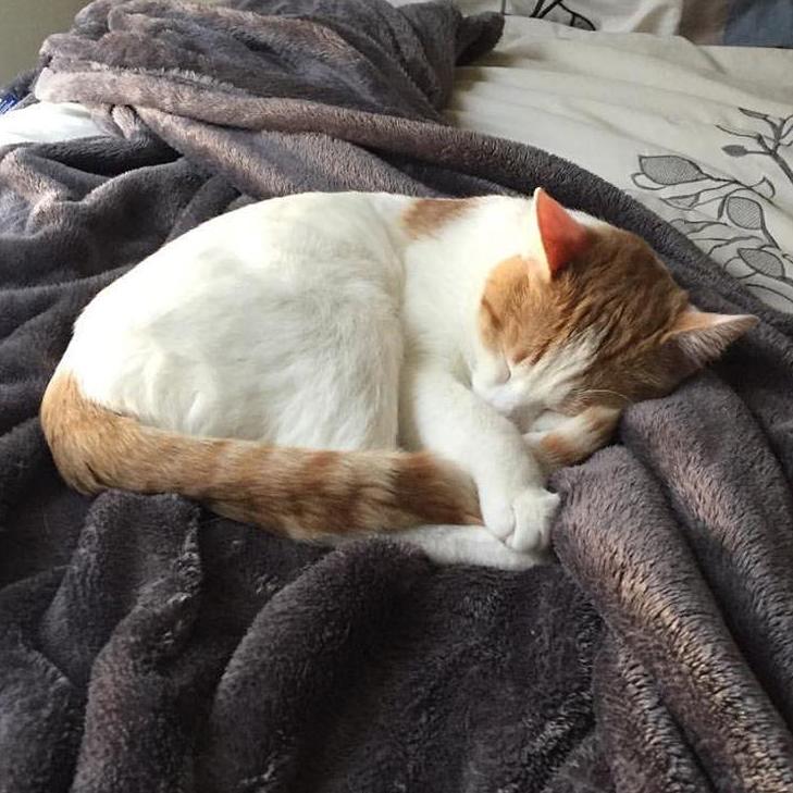 Our cat, Pete!