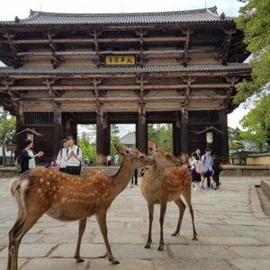 Day trip to Nara to see the deer