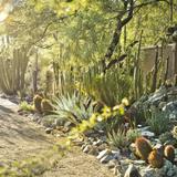 Tucson Botanical Gardens