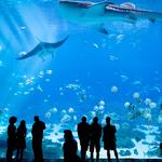 Georgia Aquarium