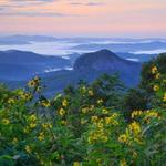 Pisgah National Forest