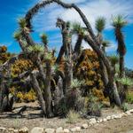 California Botanic Garden