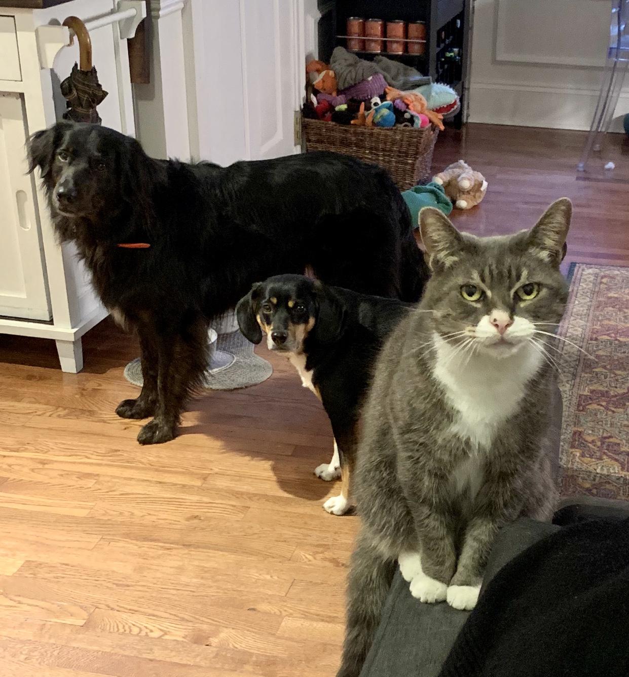 Bear, Samson & Kennedy