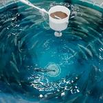 William Jack Hernandez Sport Fish Hatchery