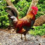 Tours & Activities at Kualoa Ranch