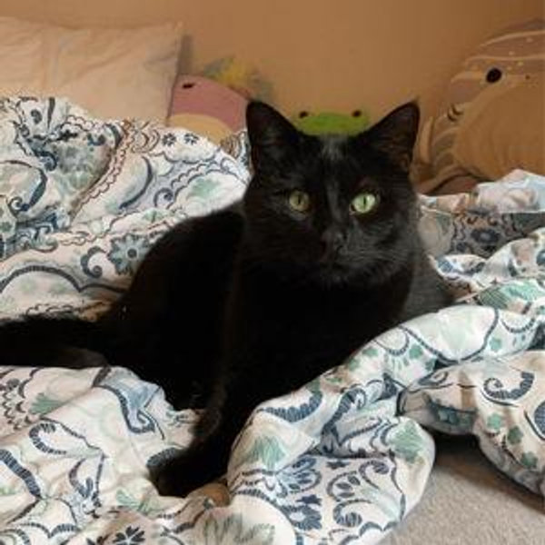 Pamper our cat