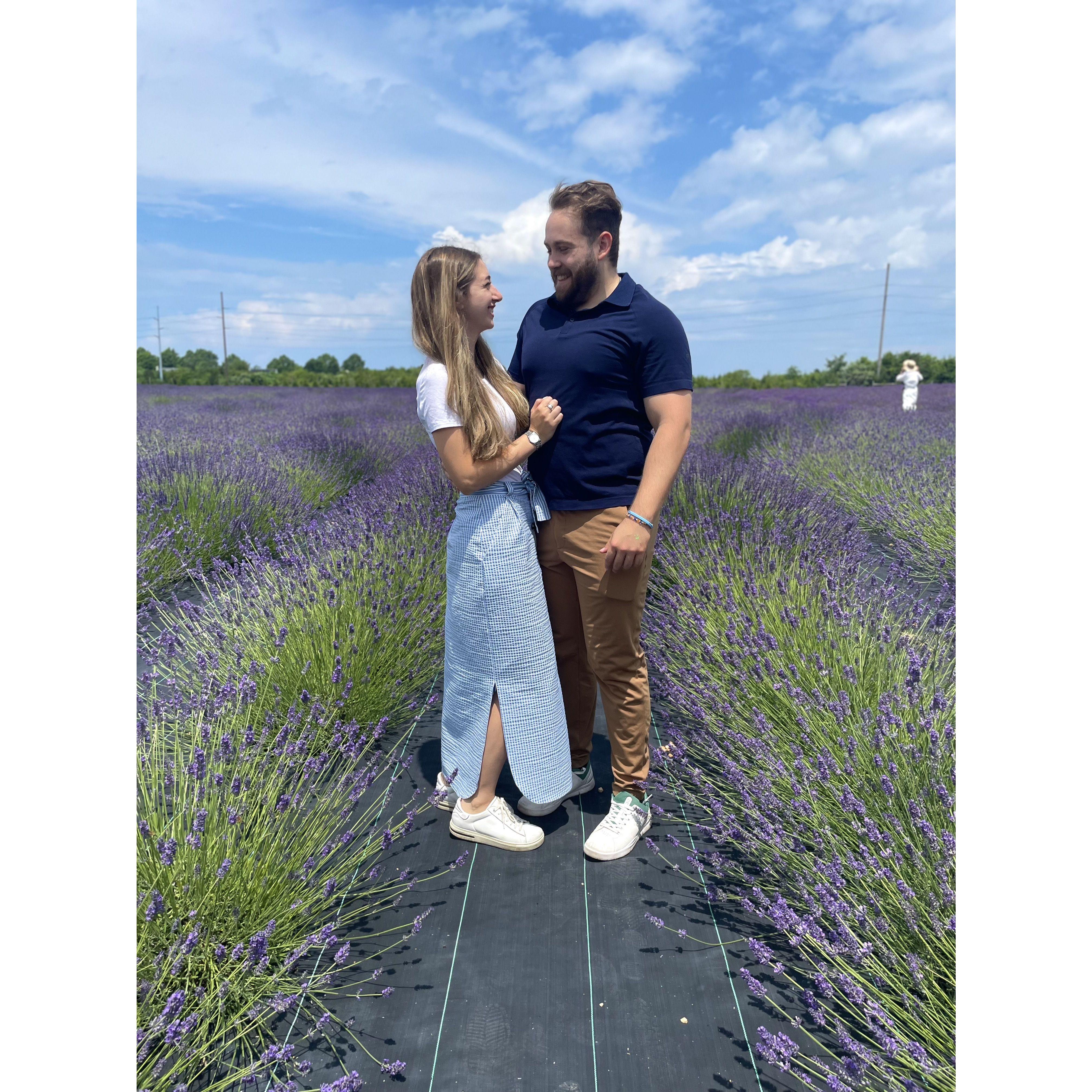 Lavender Fields- July 2023