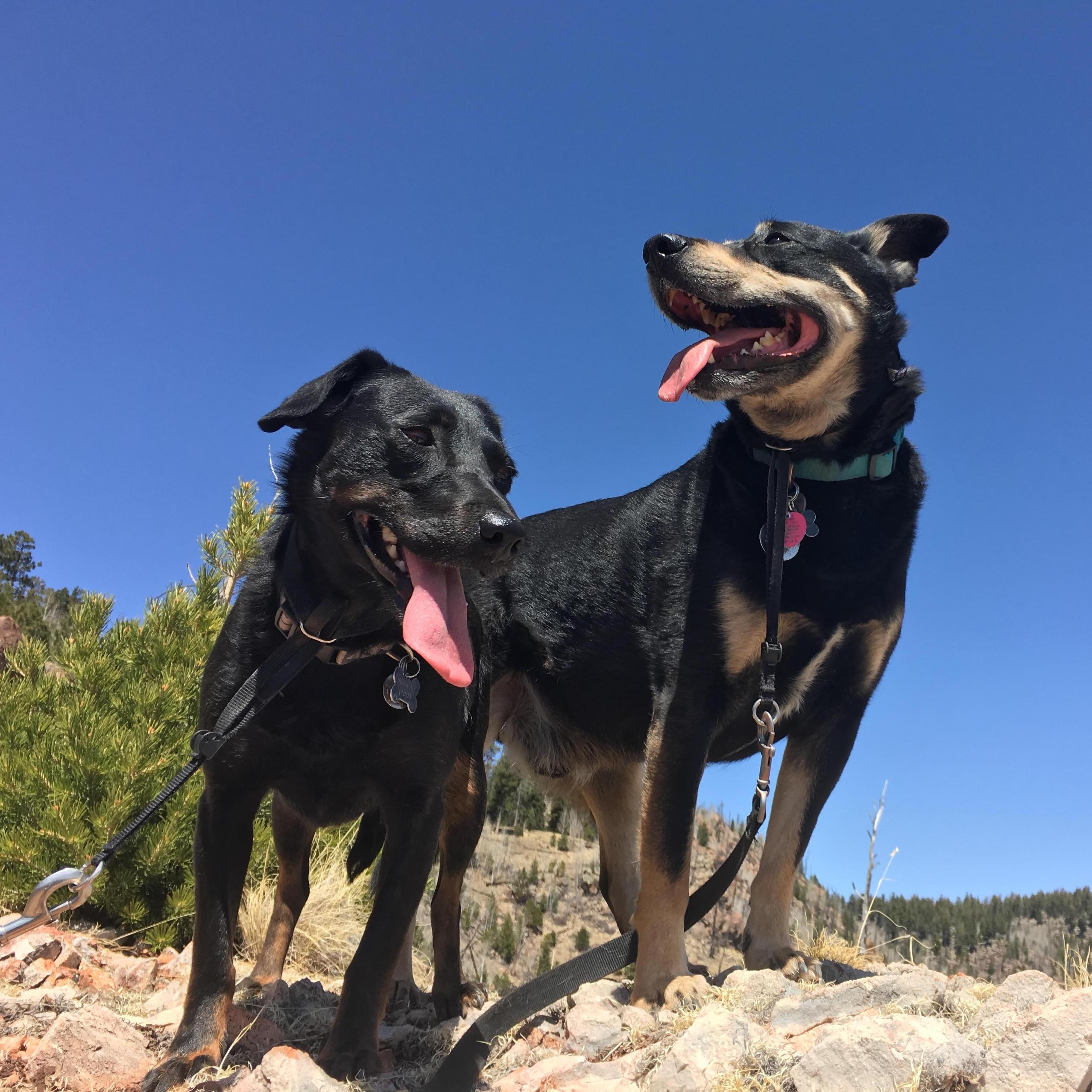 Our loyal sidekicks
