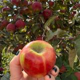 B.J. Reece Orchards