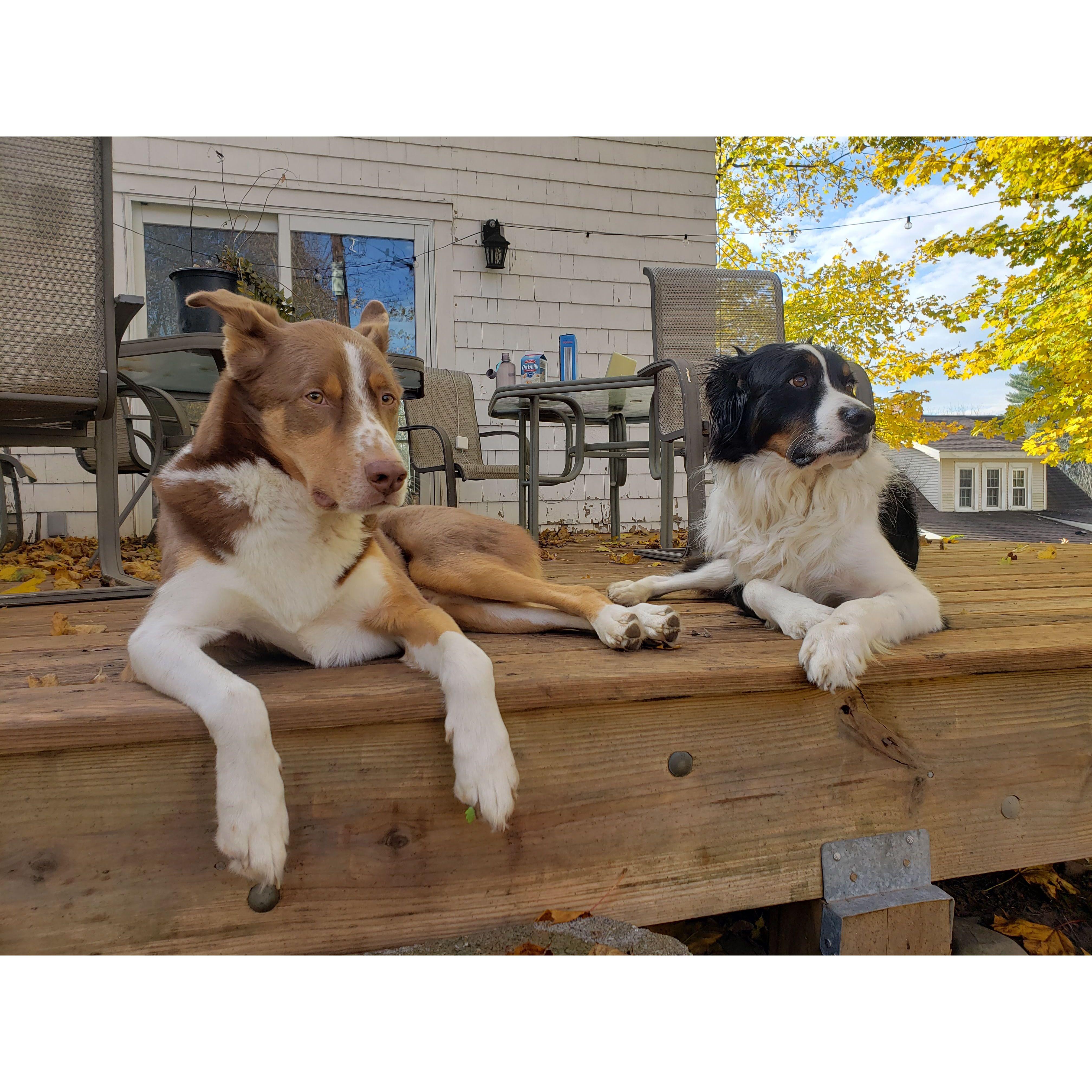 Gibson & Cooper lounging on our deck