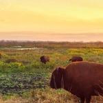 Payne’s Prairie