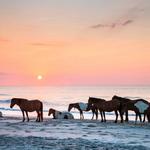 Assateague Island National Seashore