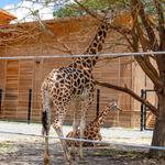 Hattiesburg Zoo