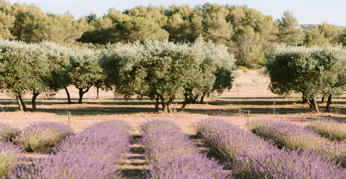 The Wedding Website of Catherine Lauerman and Alexandros Kalos