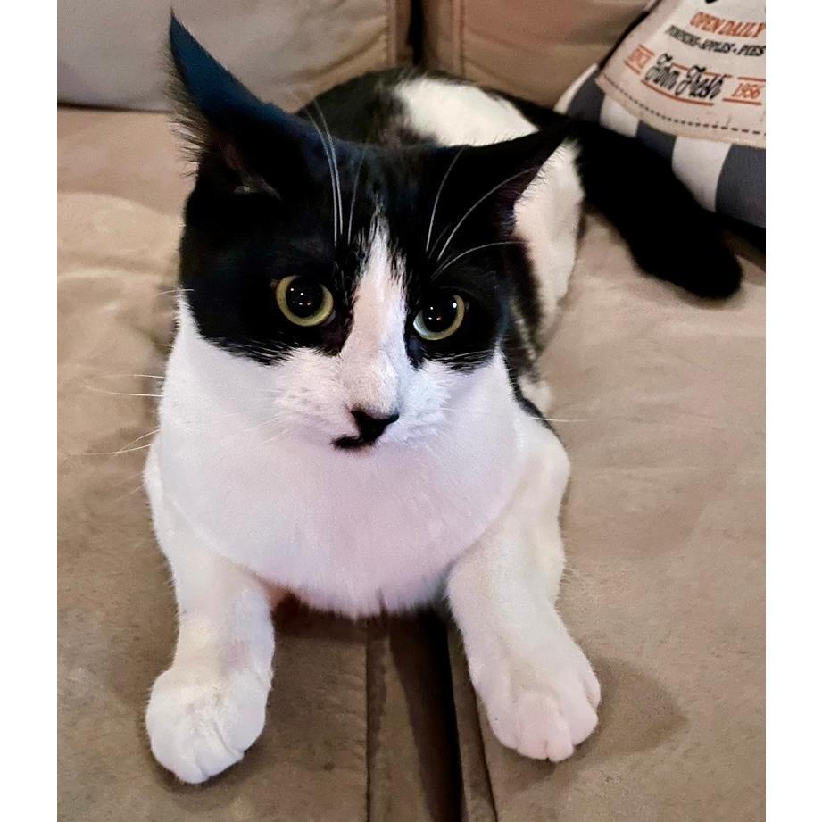 Our cat Freya, who is our pride and joy. We so badly wish she could be in the wedding!