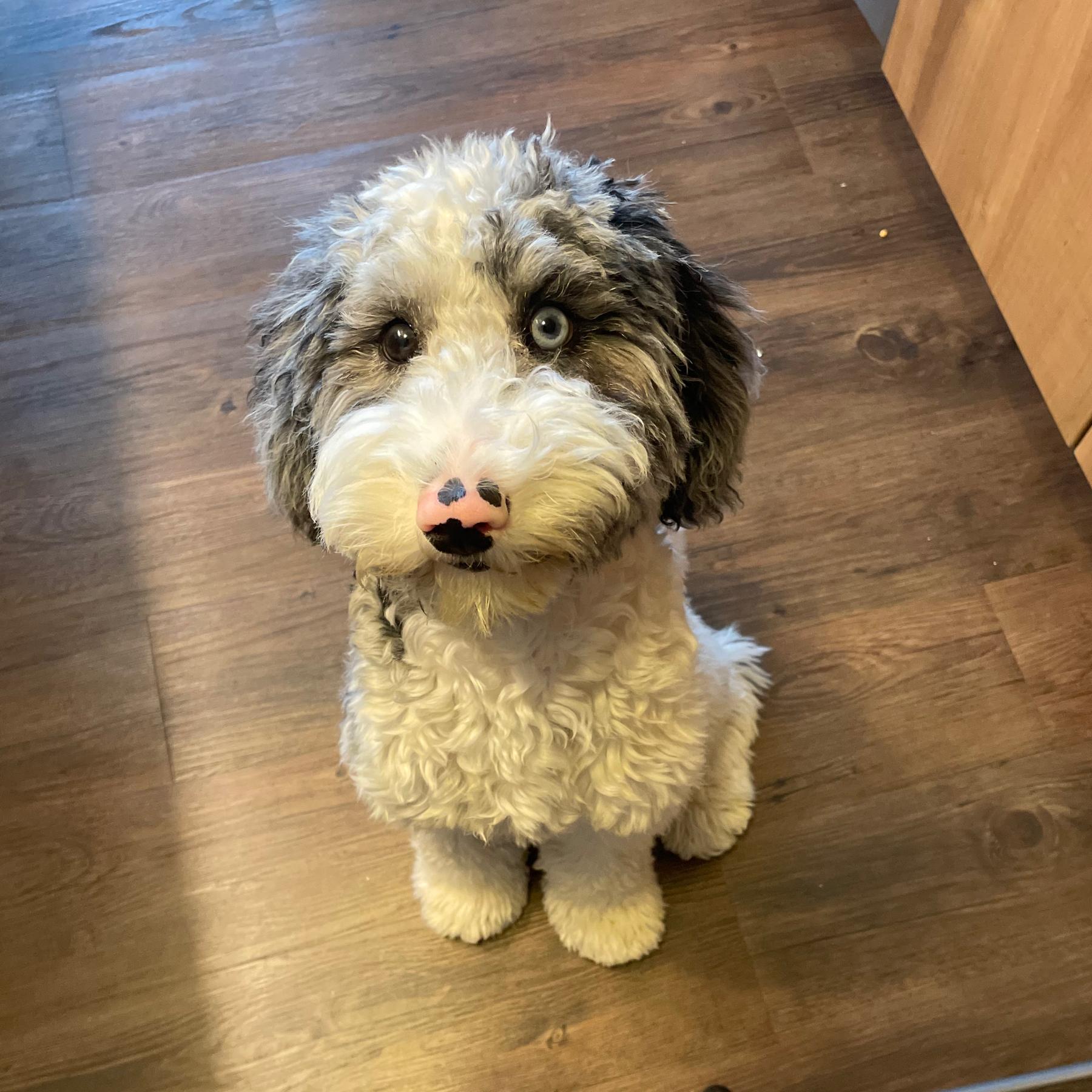 Toys, Treats, etc for Wrigley! (Our Puppy)