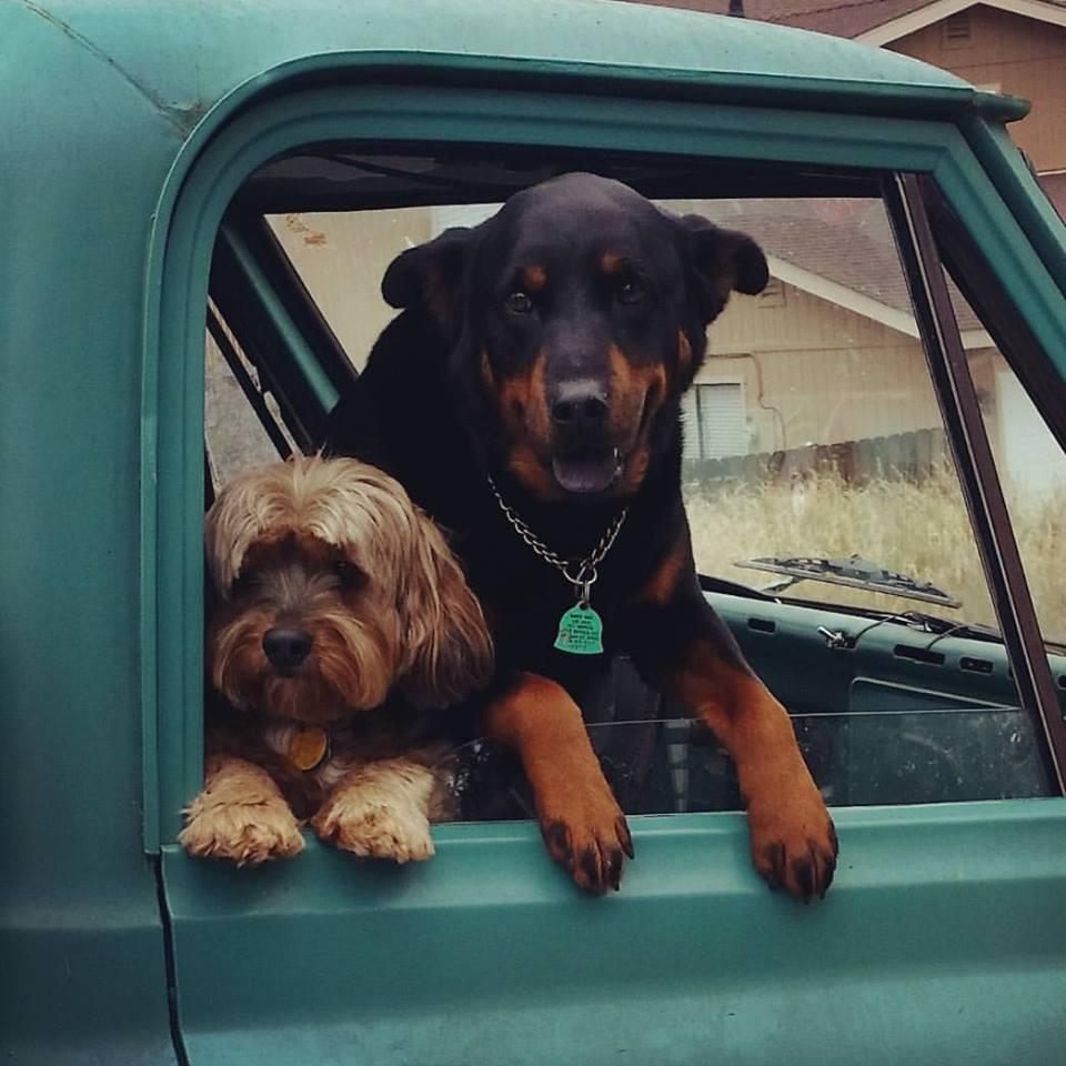 We couldn't leave out the boys! #HercandWalter