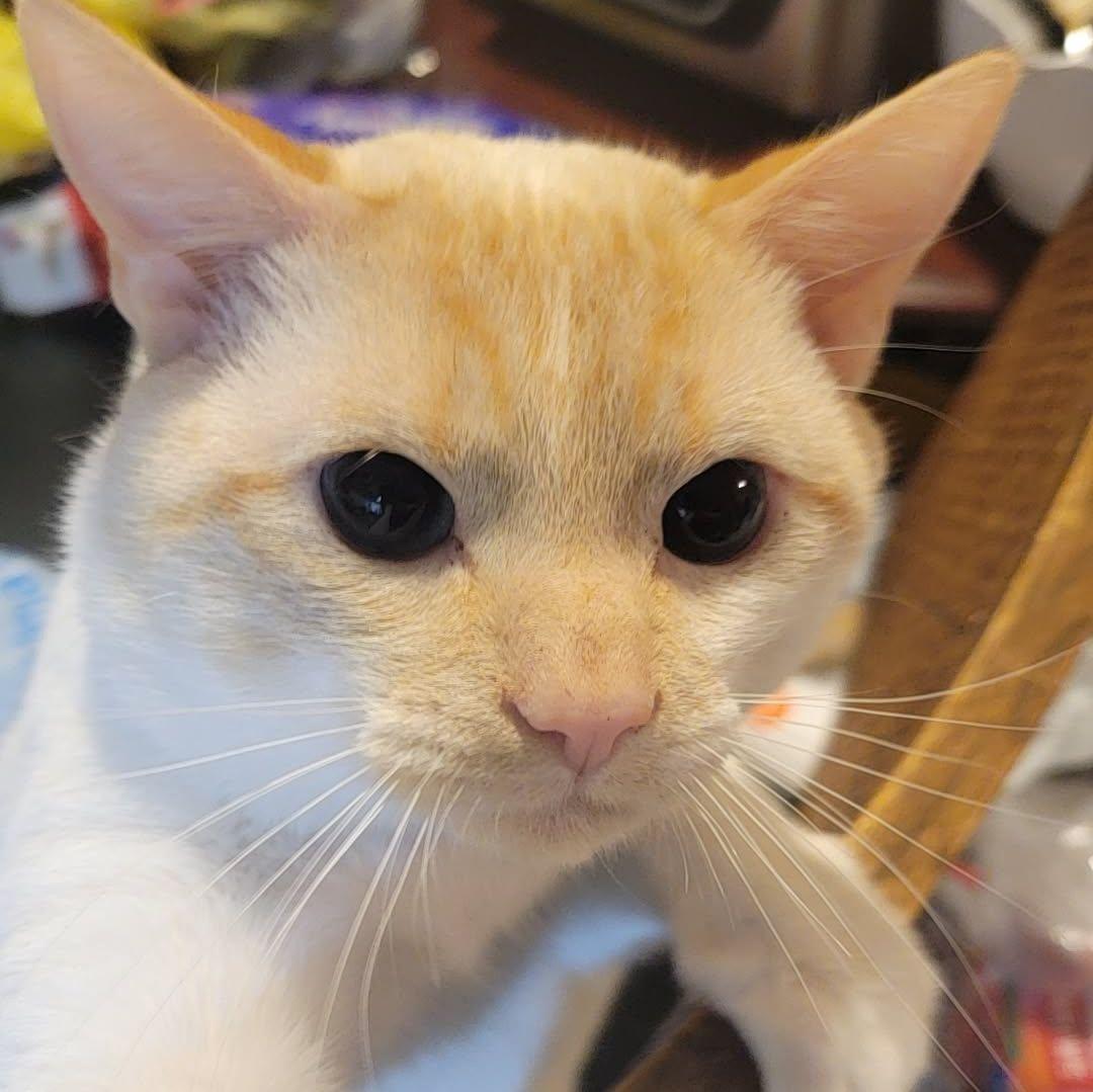 Our youngest child, Leila (*world's first f->m cat)

*owner error