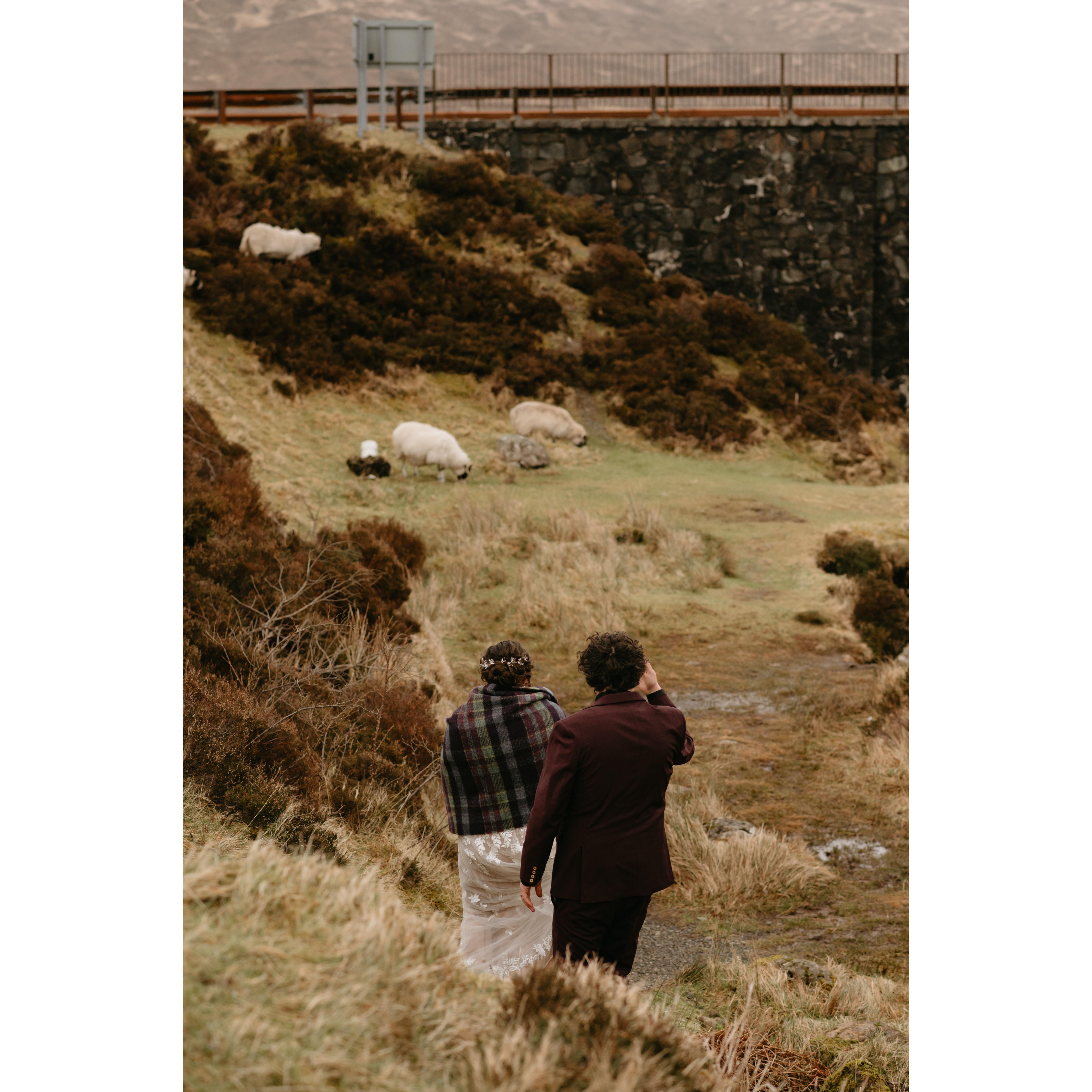 We saw literally THOUSANDS of sheep over our entire week in Scotland, and were so exited to have some as wedding crashers!