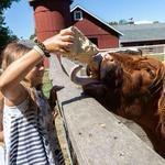 The Farm