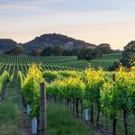 Visit the Wineries