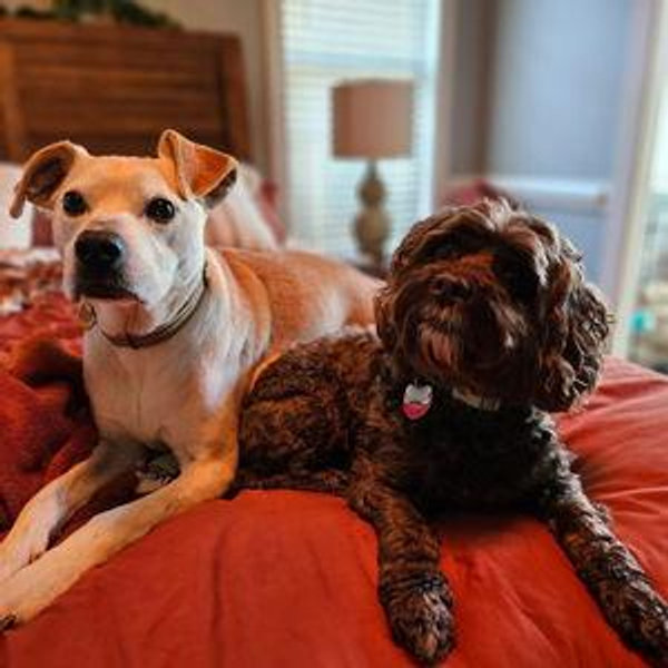 Our Pet Toy Fund