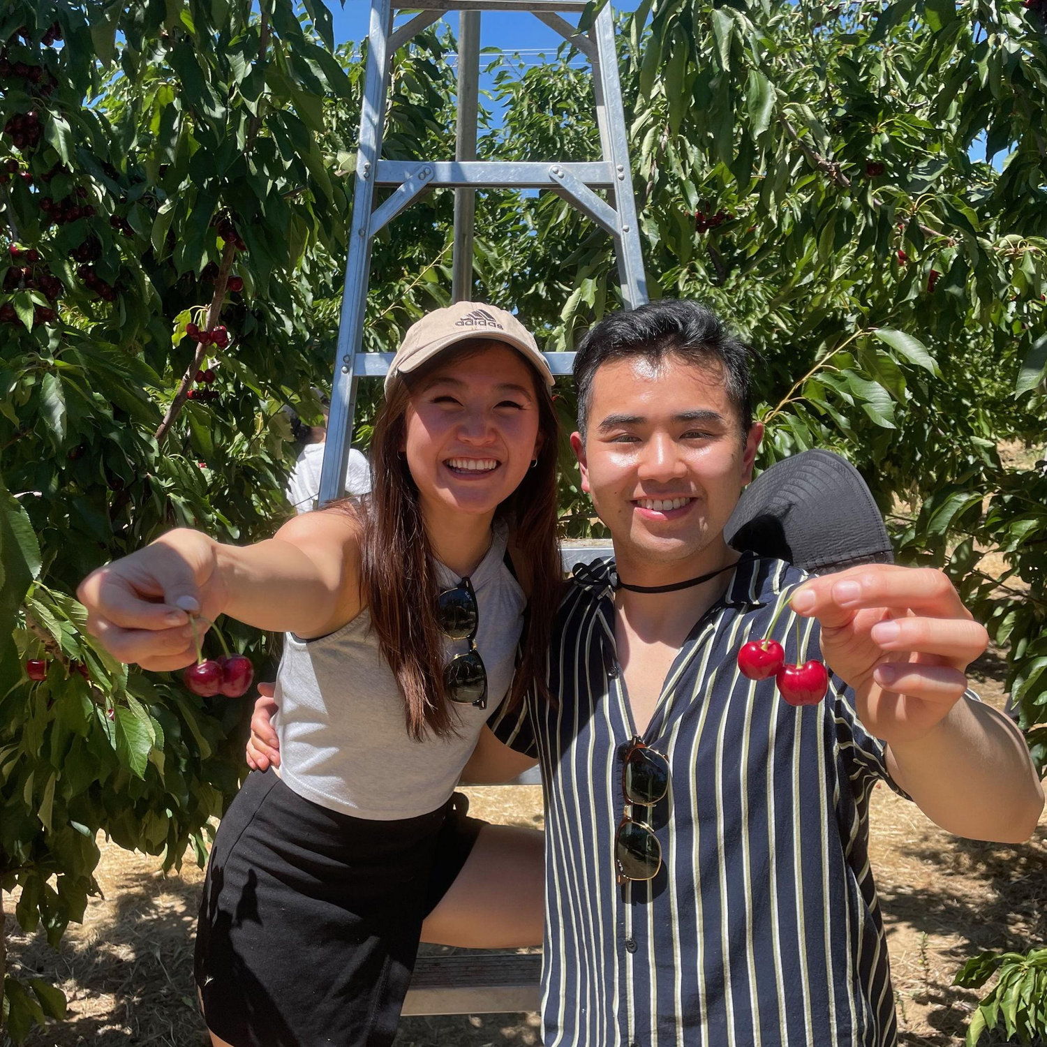 Brentwood 2022, summertime cherry picking