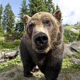Grouse Mountain