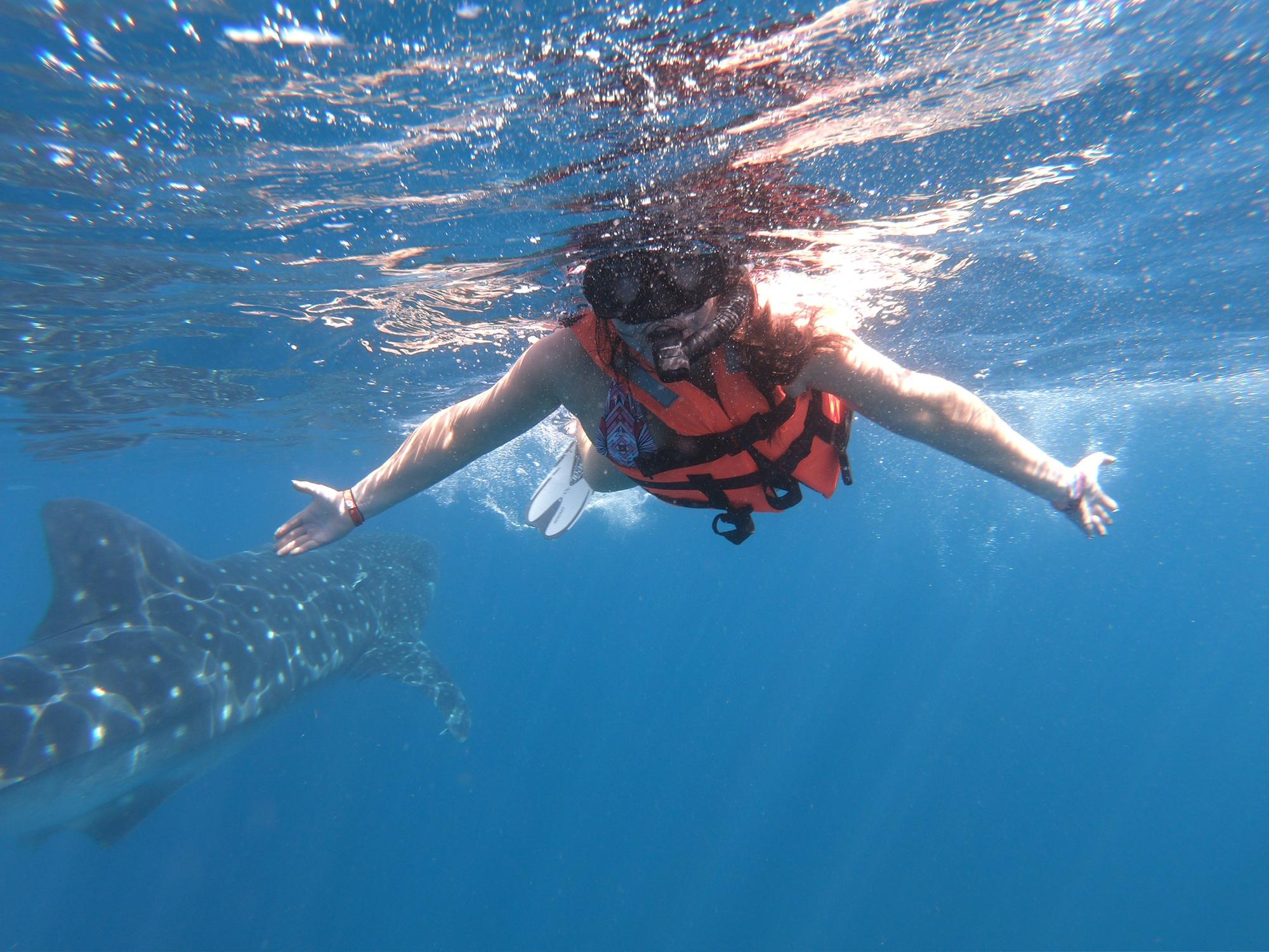 Oh that’s just a WHALE SHARK! We went chasing whale sharks in the warm waters between the Caribbean Sea and Gulf of Mexico. Amazing!!