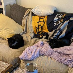 Charity fund: Wisconsin Humane Society