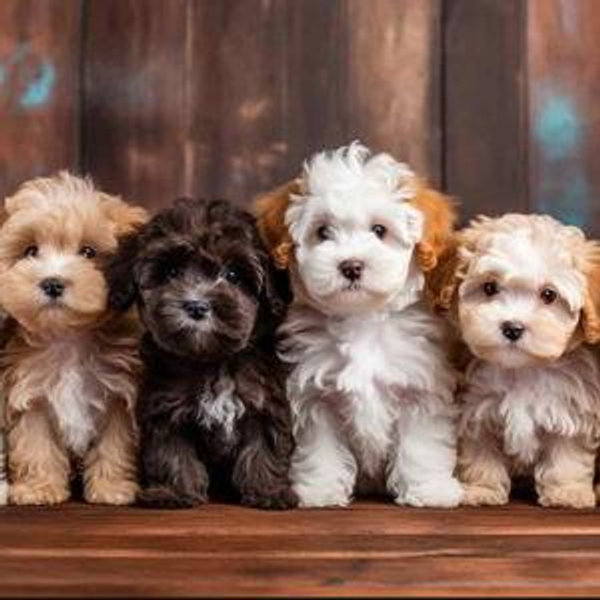 Ellie's Future Furr-Sibling