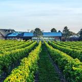 Newport Vineyard