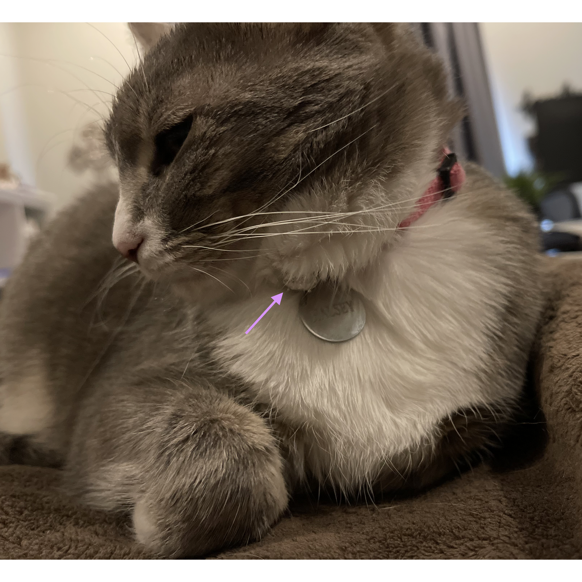 Will proposed on April 29th, 2022 by putting the ring on Annamarie's cat, Halsey. Annamarie had a final exam that day and always picked up Halsey when she returned home, so Will knew she would see it!