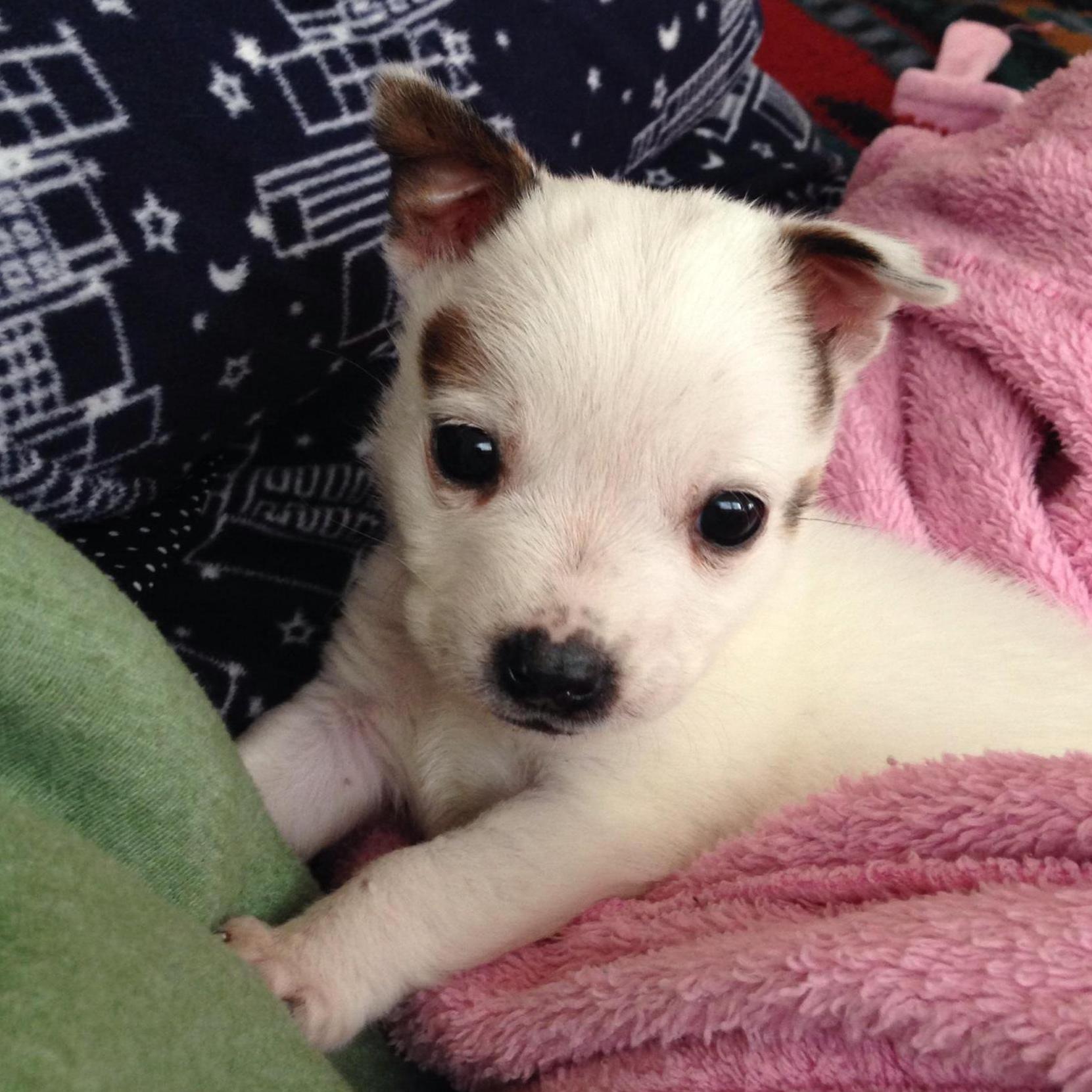 Our "Baby" was born (January 2015)
