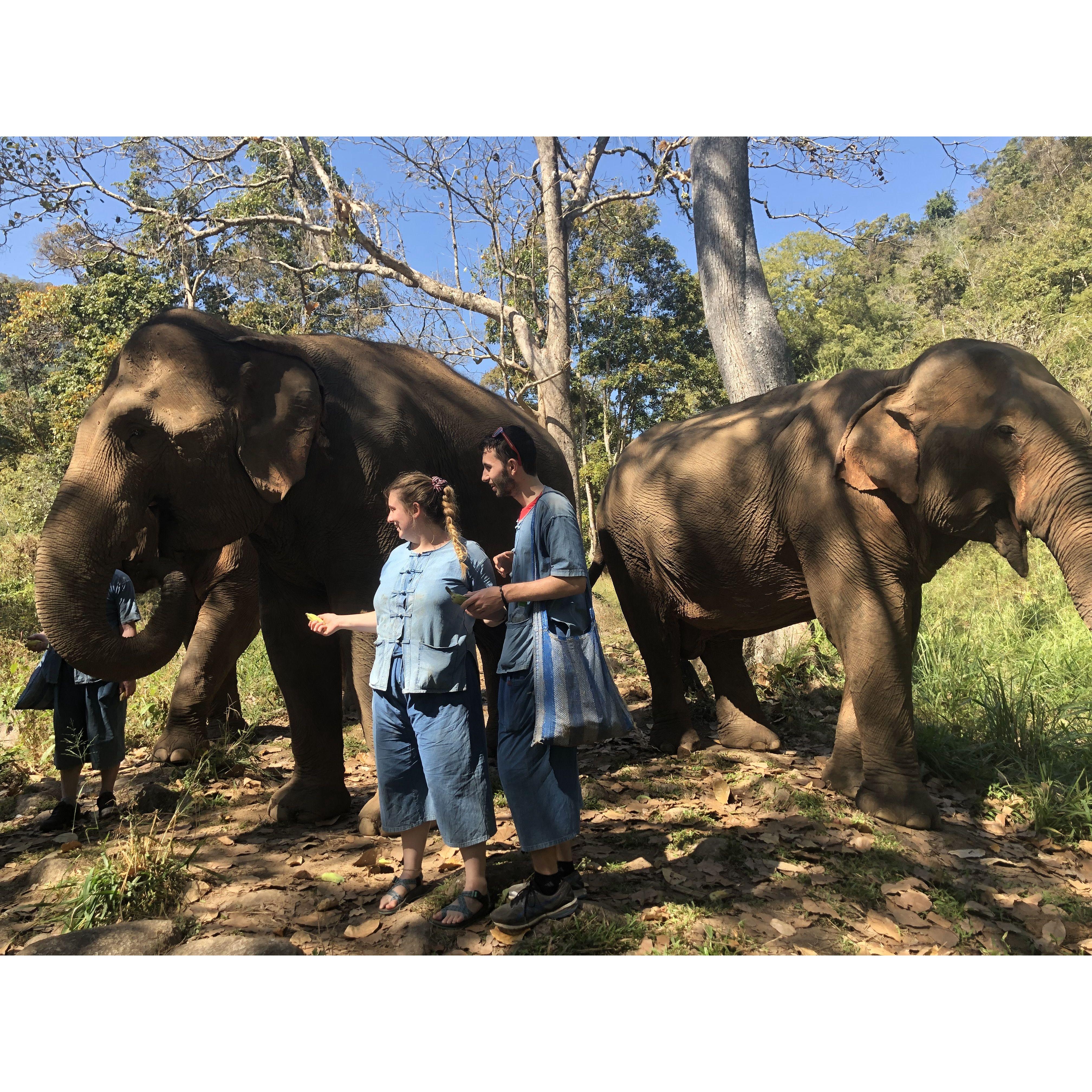 2019 - Feeding Elephants in Thailand