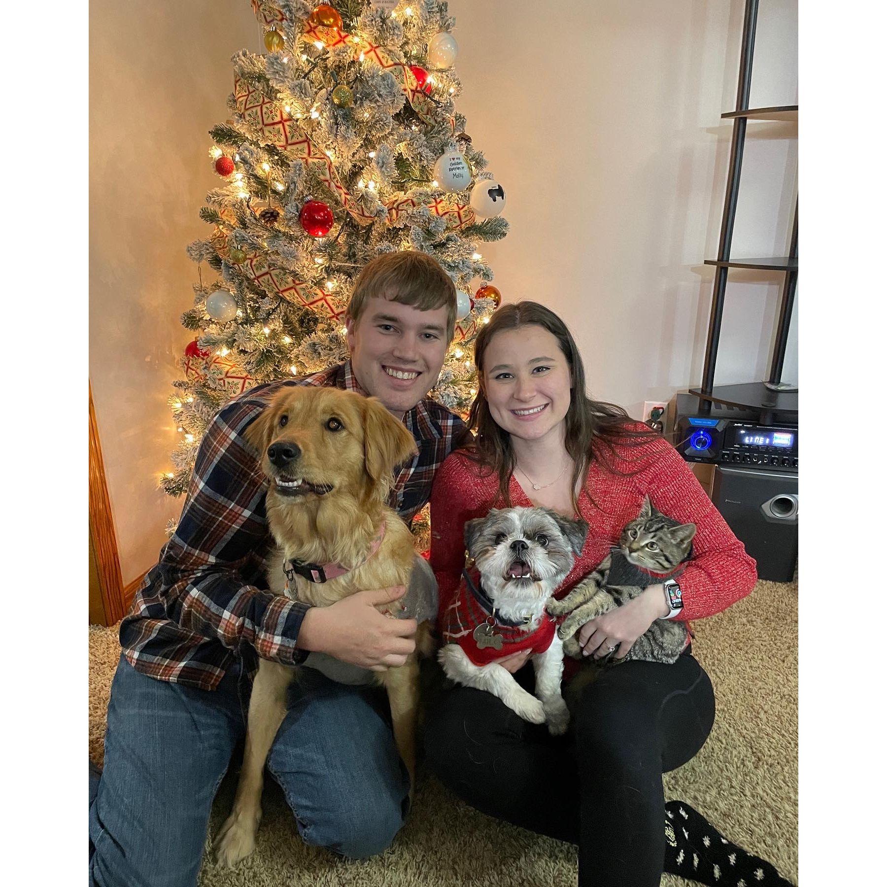 Family Photo! Third Christmas together (2022).... 2 dogs and a cat edition.