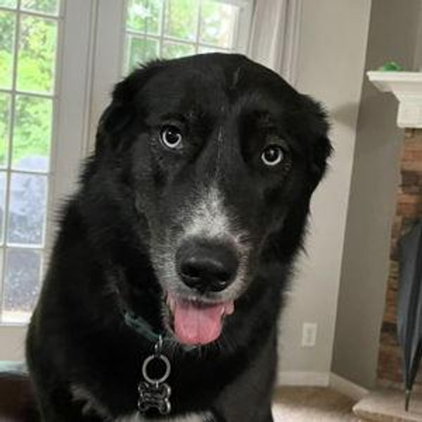 Dozer's Treats & Toys Fund