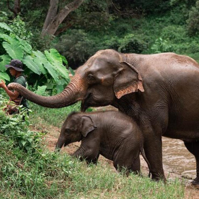2 TICKETS FOR Chiang Mai Elephant Sanctuary, Bamboo Rafting and Waterfall Tour
