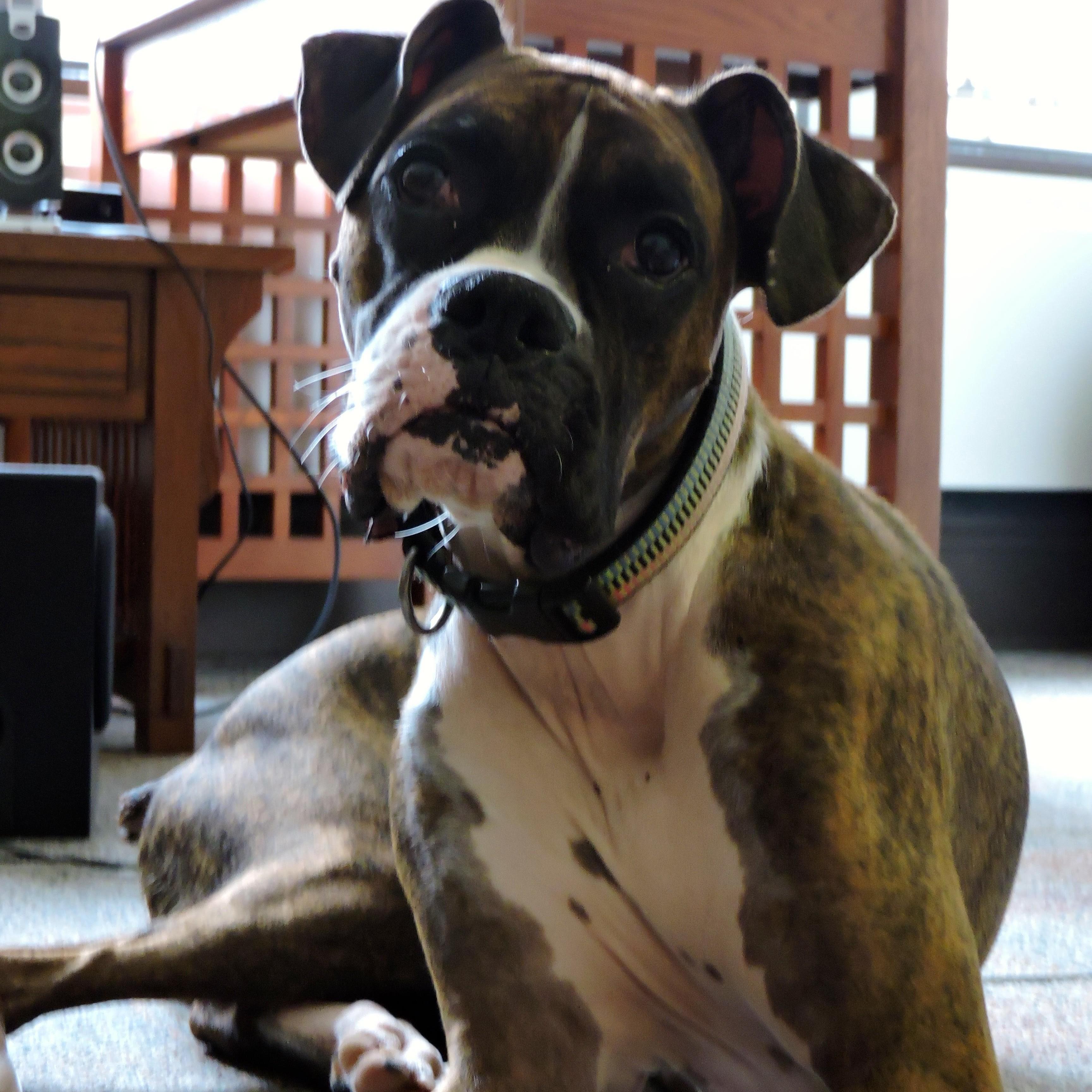 2015. Lucy visits Phil's apartment and behaves admirably (except for eating Phil's sneakers).