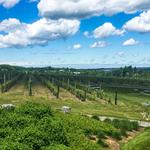 Anyela's Vineyards