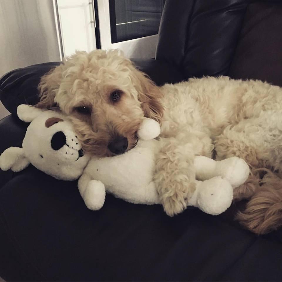 Snuggles with Donut